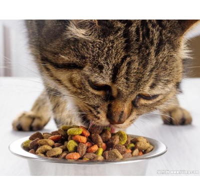 Cat Food