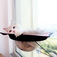 2020 Cat Spaceship Transparent Perch Window Hammock Cats Kitty Safety Bed with Durable Heavy Duty Suction Cups Cat Bed